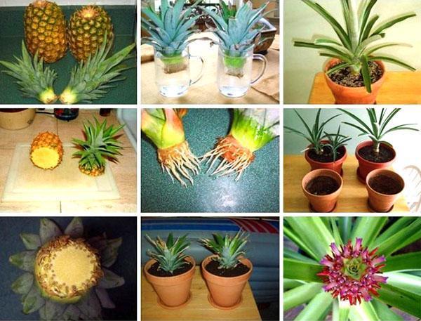 Stages of growing pineapple from the green top