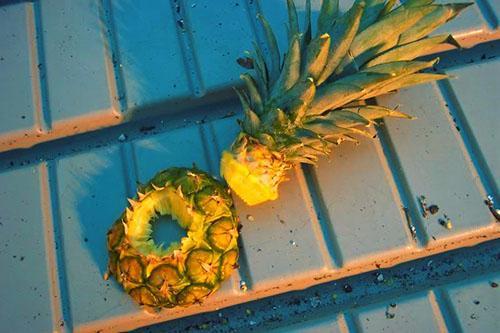 Die grüne Oberseite der Frucht wird verwendet, um neue Ananas anzubauen