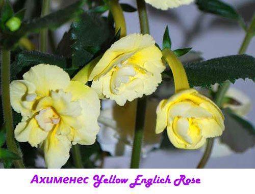Ahimenes žlutá anglická růže