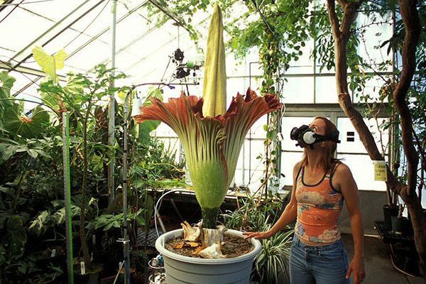The scent of amorphophallus attracts insect pollinators