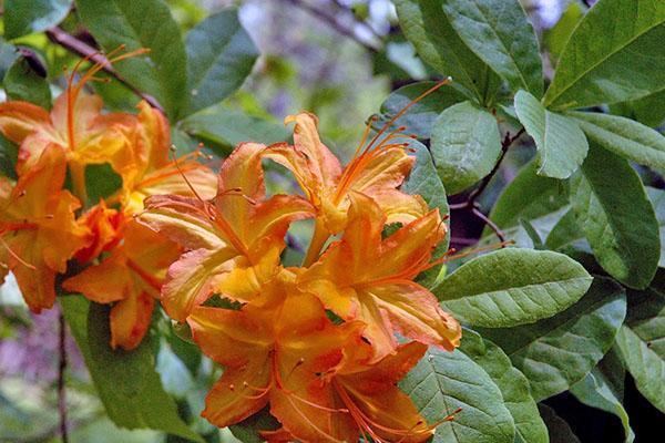 Gartenazalee - Rhododendron