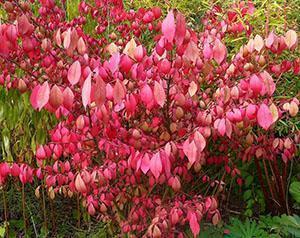 Euonymus w jesiennym kolorze