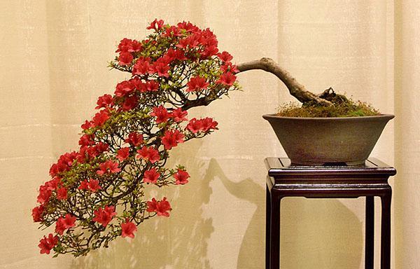 Bonsai na základě japonské azalky