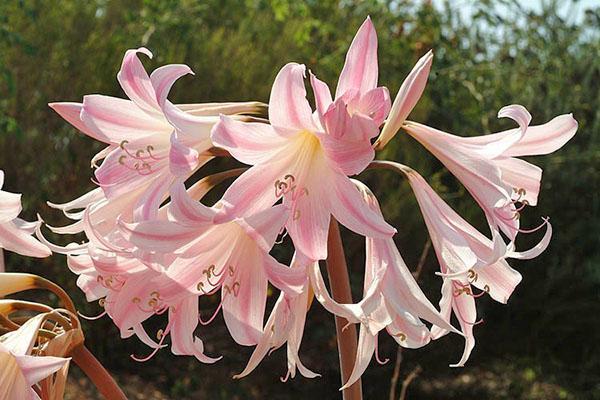Bloeiende amaryllis belladonna