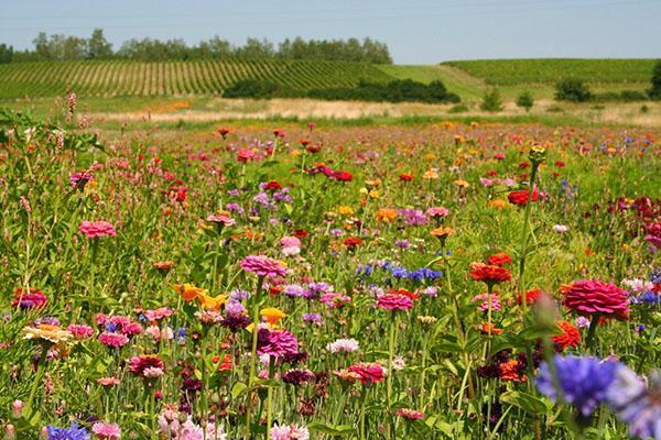 Cvatnja mavarske livade mijenja se tijekom cijele sezone