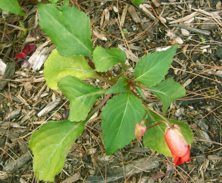 Balsam flower in dry ground