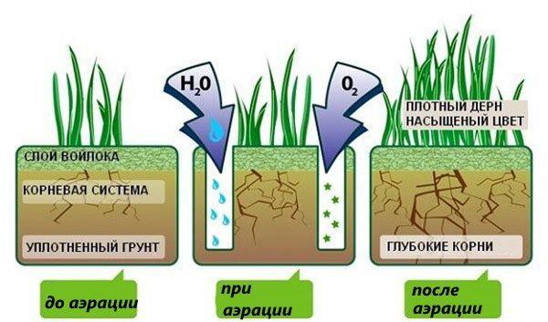 Трева преди и след аерация