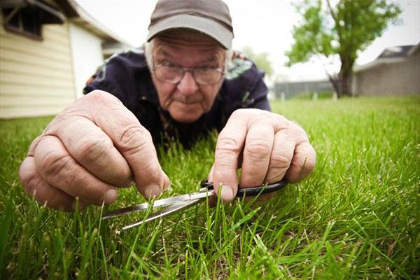 O gramado no terreno pessoal precisa de manutenção durante todo o ano