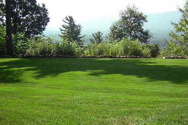 The beauty of a lawn depends on the correct selection of seeds