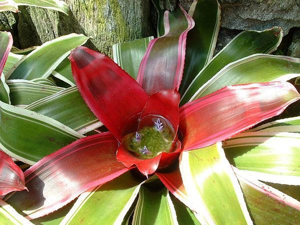 Neapibūdinta Guzmanijos gėlė dekoruota ryškiomis stipulėmis