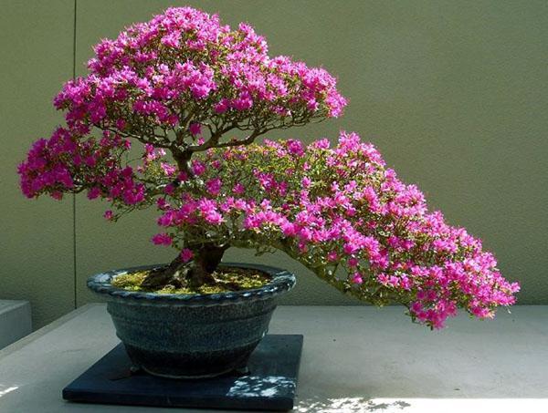 Przykład powstania azalii japońskiej w formie bonsai