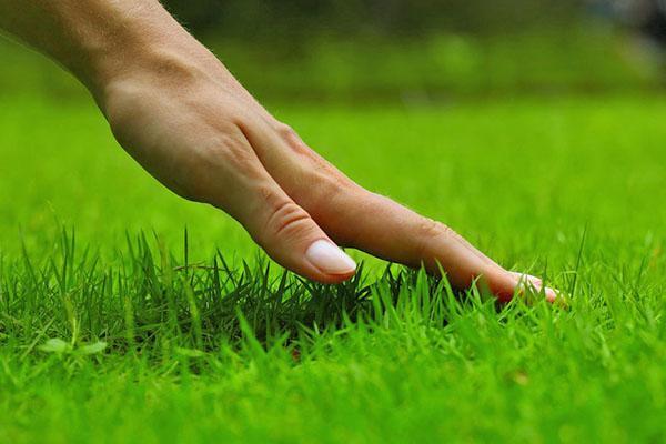 Les llavors d'herba especialment seleccionades proporcionaran una cobertura suau i bonica