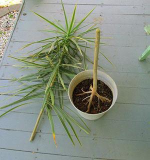 Cut off the top of the dracaena