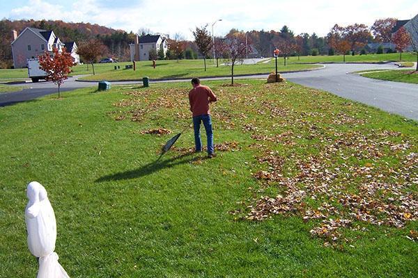 Cleaning fallen leaves from the lawn
