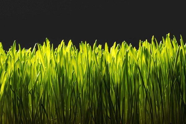 През пролетта тревата се нуждае от торене