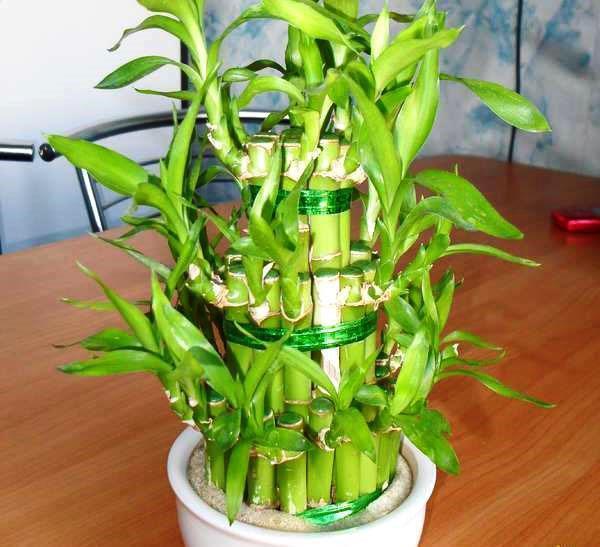 De bamboe van geluk - Dracaena Sander