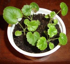 Да би пеларгонија брзо процветала, у једну посуду се сади неколико биљака.