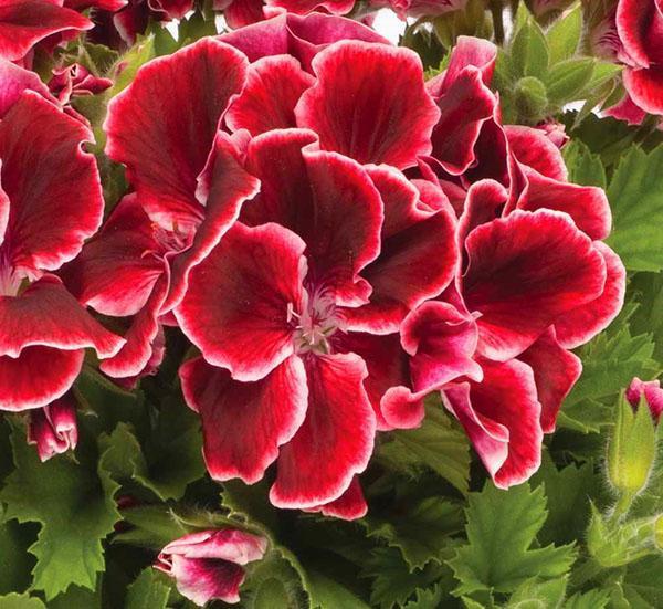 For royal geraniums to bloom, you need to follow the rules of care