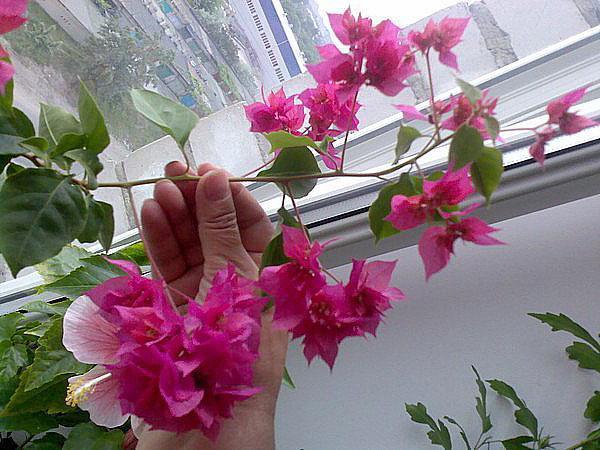 Kvitnúce klerodendrum doma