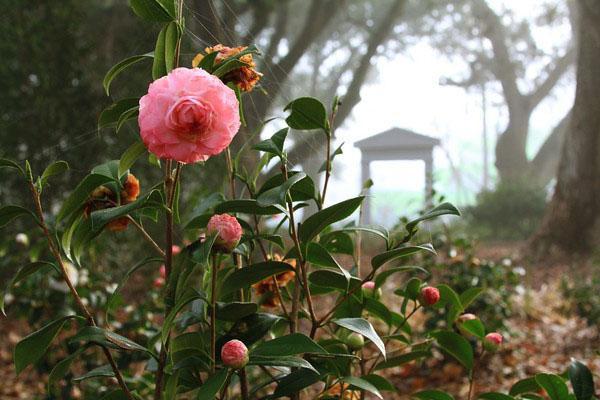 Camellia kvete v zahradě