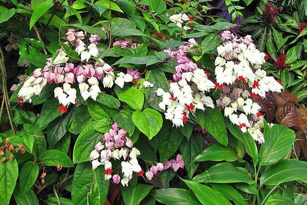 Clerodendrum floresce