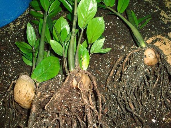 Knollen verdelen tijdens het verplanten