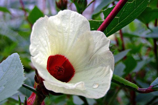 Rosella hibiscus of Hibiscus sabdariffa
