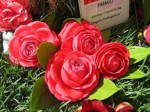Camellia - tetamu dari Jepun yang cerah