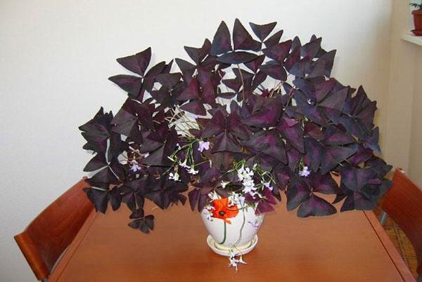 Trojuholníkový fialový oxalis
