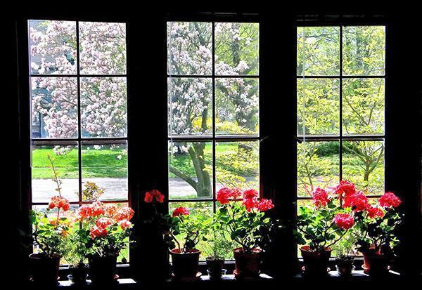 Indoor geraniums on the window