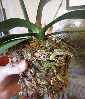 Plant roots fill up the pot and lacks nutrition