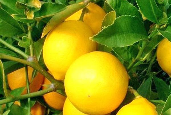 Mayer's lemon