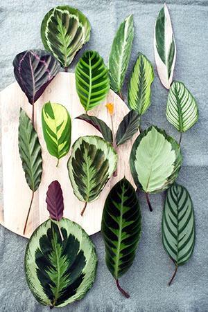 Leaves of different types of calathea