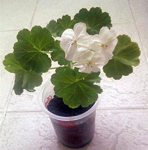 Young geranium plant