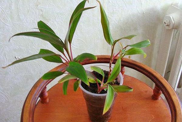 Young plant from cuttings