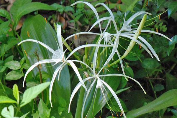 The unusual shape of the hymenokallis flower attracts the eye