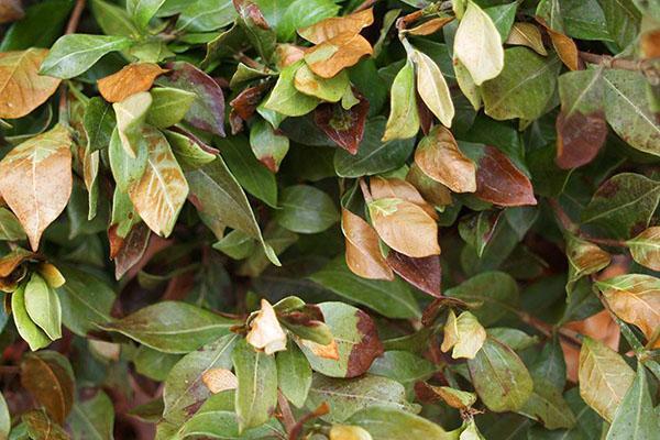 Improper care leads to shedding of leaves