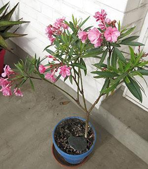 Oleander geeft de voorkeur aan een lichte, geventileerde plaats