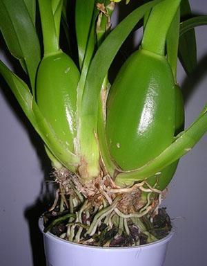 Орхидеје симподијалног типа се размножавају дељењем грма