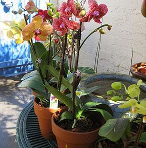 The orchid needs to be repotted periodically.