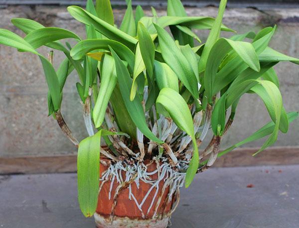 En egenskap hos orkidén är luftrötter