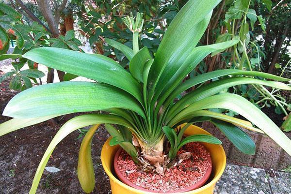 Transplanting clivia is best done in a plastic pot.