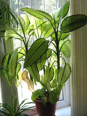 Са недостатком светлости, листови биљке могу постати жути