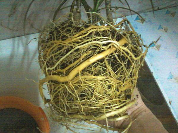 When filling the pot with roots, it is necessary to transplant