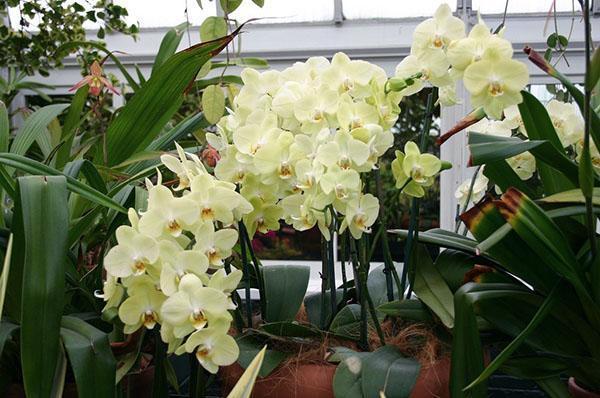 Orkidéblom gläder ögat