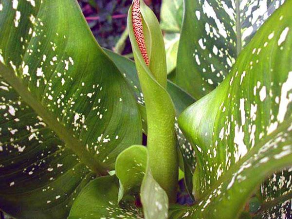 Voortplanting van dieffenbachia door zaden thuis wordt praktisch niet gebruikt