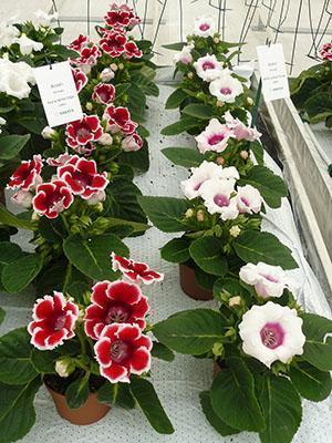 Rare varieties of gloxinia from seeds