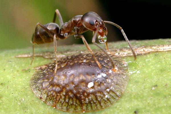 Šupinatý hmyz a mravenec