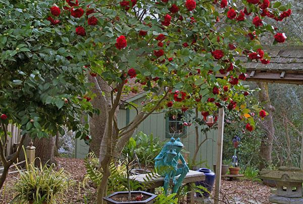 Garden camellia tolerates temperatures well below 15 degrees Celsius