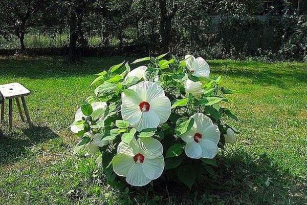 Herbaceous hibiscus on the plot